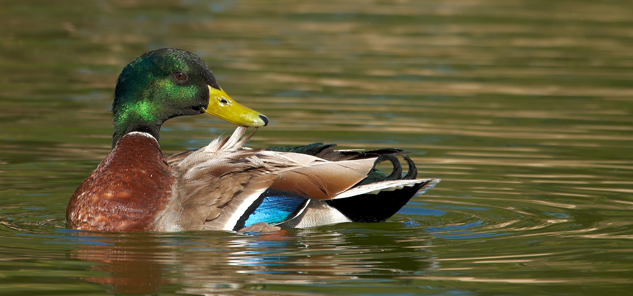 Duck Mallard
